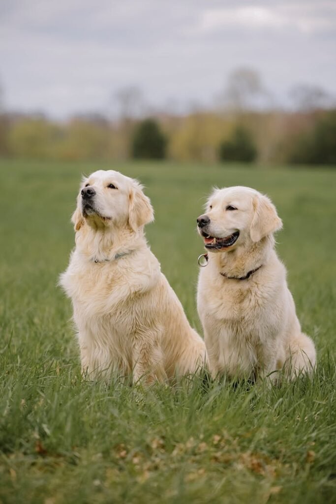 Golden Retrievers Sitting on Grass